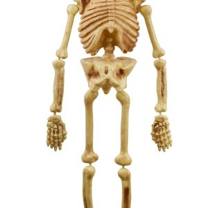 Hanging Plastic Skeleton. 5ft