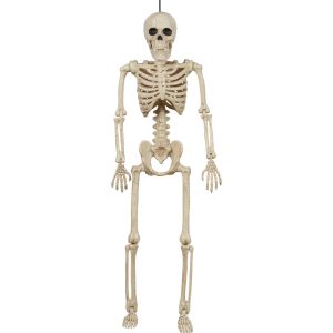 Miniature Realistic Hanging Skeleton. 16in